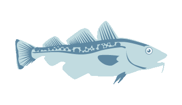 Atlantic Cod
