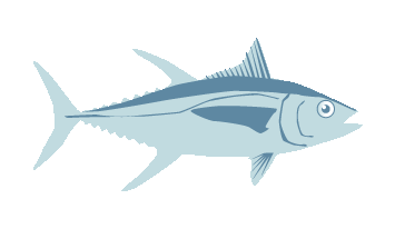 Blue Fin Tuna  South West Handline Fishermen's Association