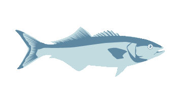 bluefish fish